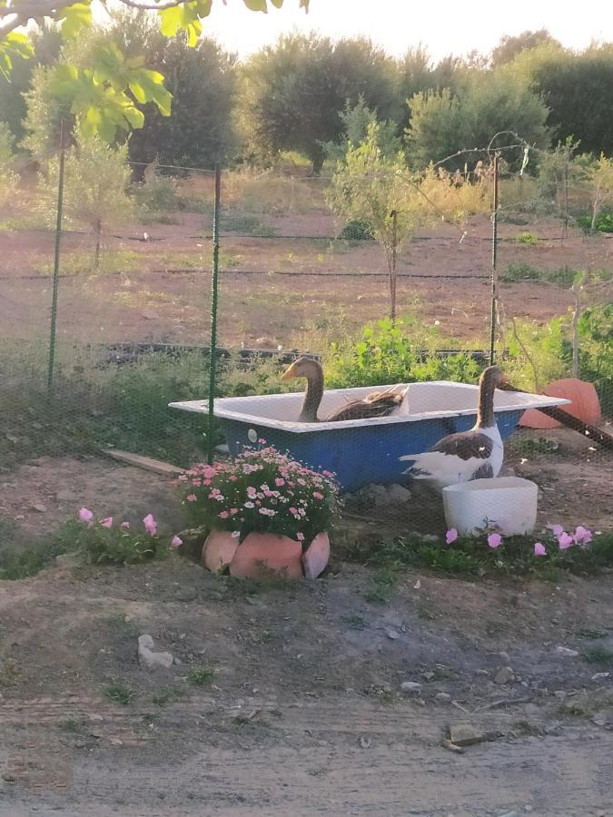 Myparadise-Farm Villa In The Centre Of South Crete Каламаки Екстериор снимка