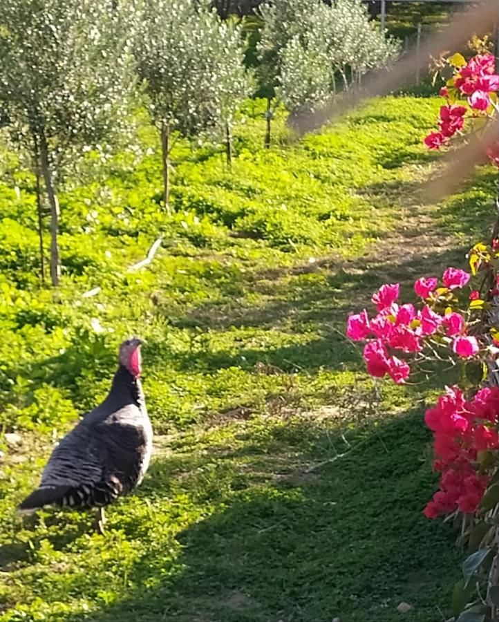 Myparadise-Farm Villa In The Centre Of South Crete Каламаки Екстериор снимка