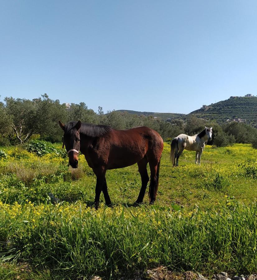 Myparadise-Farm Villa In The Centre Of South Crete Каламаки Екстериор снимка
